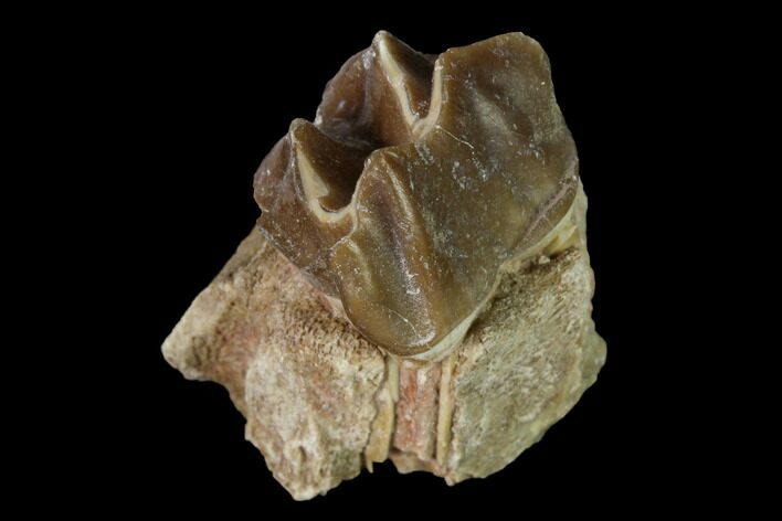 Fossil Running Rhino (Hyracodon) Maxilla Section - South Dakota #160908